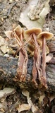 Gymnopus semihirtipes image