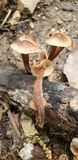 Gymnopus semihirtipes image