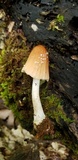 Coprinellus domesticus image