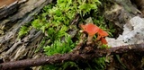 Sarcoscypha occidentalis image