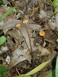 Rhizomarasmius pyrrhocephalus image