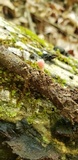 Microstoma floccosum image