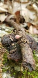 Microstoma floccosum image
