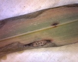 Graminopassalora graminis image