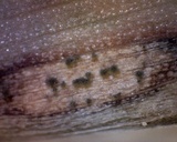 Graminopassalora graminis image