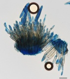 Graminopassalora graminis image