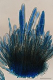Graminopassalora graminis image