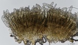 Graminopassalora graminis image