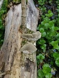 Cerrena unicolor image