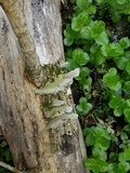 Cerrena unicolor image
