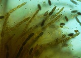 Creosphaeria sassafras image
