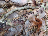 Punctularia strigosozonata image