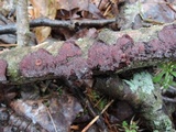 Punctularia strigosozonata image