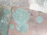 Ceriporia reticulata image