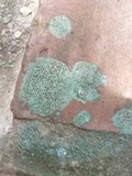 Ceriporia reticulata image