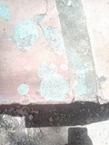 Ceriporia reticulata image