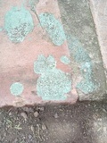 Ceriporia reticulata image