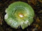 Russula parvovirescens image