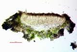 Myriolecis dispersa image
