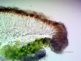 Myriolecis dispersa image