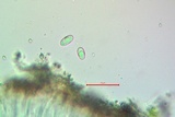 Myriolecis dispersa image