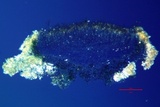 Myriolecis dispersa image