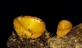 Peziza waltersii image