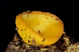 Peziza waltersii image