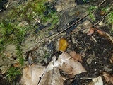 Peziza waltersii image