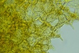 Peziza waltersii image