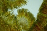 Peziza waltersii image