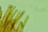 Peziza waltersii image