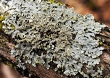 Physciella chloantha image