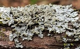 Physciella chloantha image