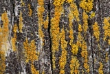 Caloplaca californica image
