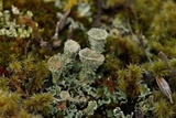 Cladonia borealis image