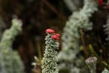 Cladonia bellidiflora image