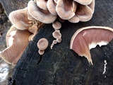 Panus lecomtei image