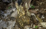 Sphaerosporium lignatile image