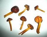 Hygrocybe spadicea image