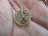 Psathyrella pseudovernalis image
