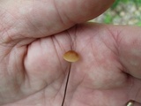 Rhizomarasmius pyrrhocephalus image