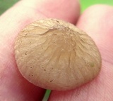 Oudemansiella furfuracea image