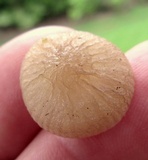 Oudemansiella furfuracea image