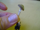 Psathyrella longistriata image