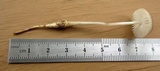 Oudemansiella furfuracea image