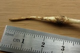 Oudemansiella furfuracea image