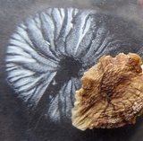 Oudemansiella furfuracea image