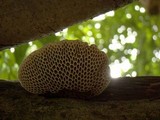 Hexagonia apiaria image