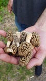 Morchella americana image